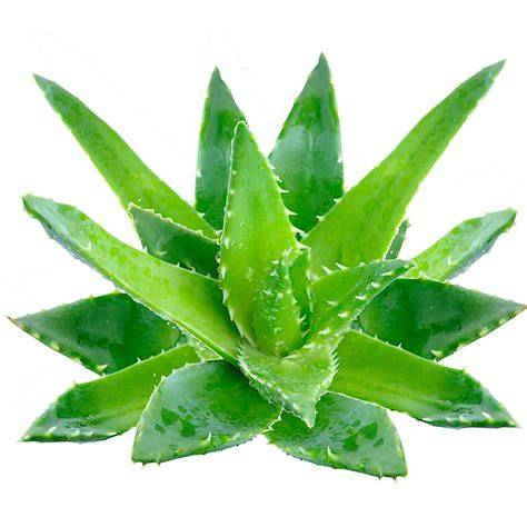 Aloe vera hatása a szemöldökre