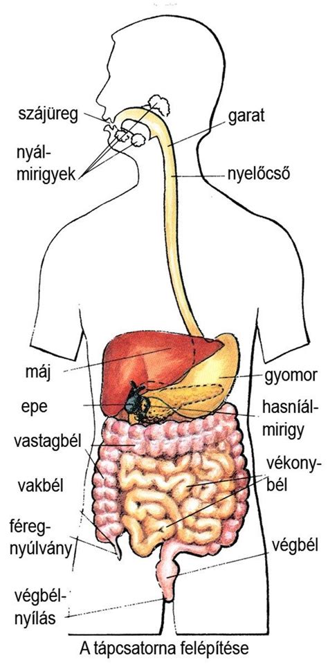 Az emberi test ábrája, amelyen a lehetséges gócok helyei vannak jelölve (pl. mandula, arcüreg, fogak, petefészek, vese).