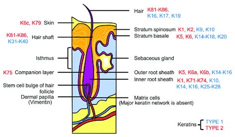 árnyalt diagram a keratin hatásmechanizmusáról