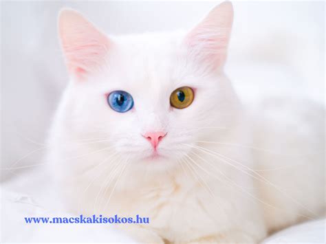 A macska nyelvén található keratintüskék szerkezete