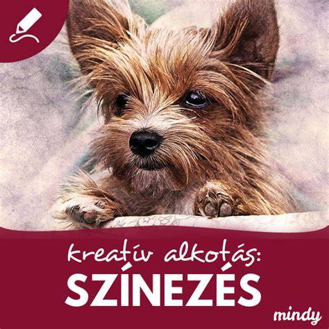 Színezési technikák áttekintő infographic