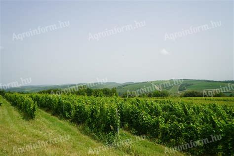 szőlőültetvény