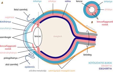 diagram a szem szerkezetéről és betegségeiről