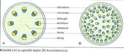 Összehasonlító ábra a rezgőkéses és körkéses borotvákról