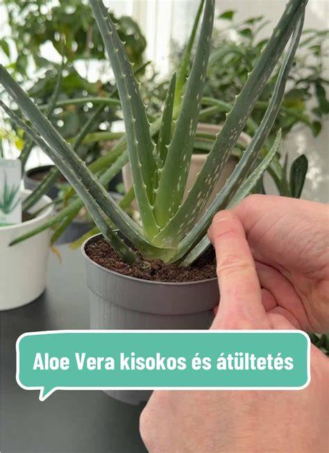 Aloe vera növény és gél vizuális ábrázolása