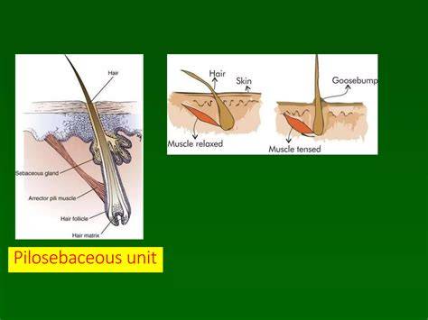 ábrázolás a pilosebaceous egységről