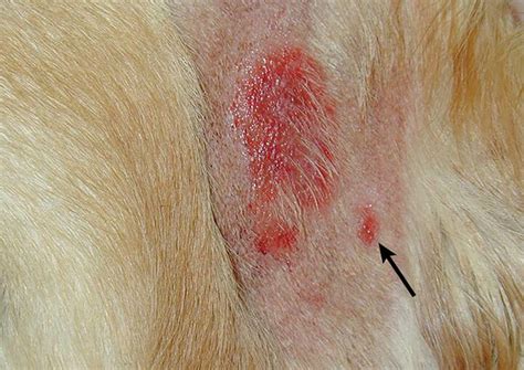 Barnás elszíneződés kutya bundáján