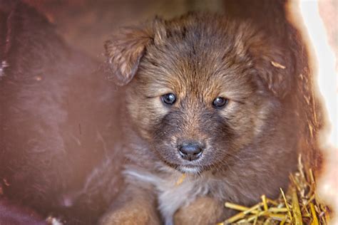 Kutya kozmetikusnál