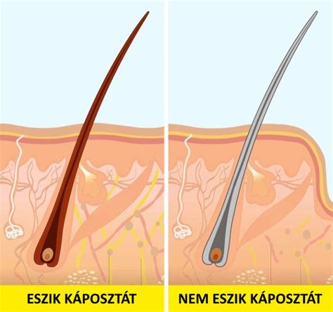 Az őszülés folyamata