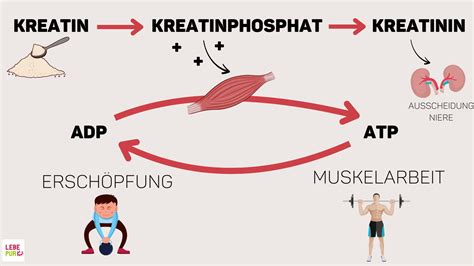 Energiaforrás az izmokban: ATP és kreatin foszfát