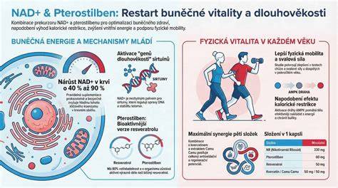 Infografika: Fito-koffein komplex hatásmechanizmusa a hajhagymákban