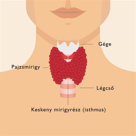 Rekedt hang és pajzsmirigy kapcsolatának vizuális ábrázolása (hangszalagok, nyak)