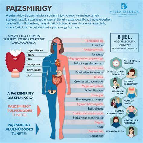 Pajzsmirigy elhelyezkedése és működése