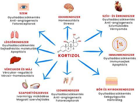 BPA és hormonok kapcsolata infographic