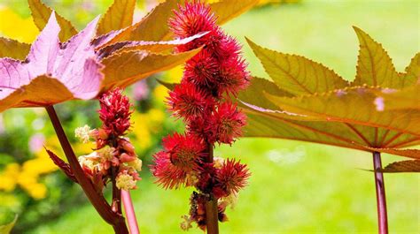 Ricinus növény és magjai