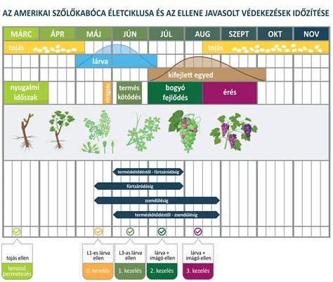 Szőrtüsző életciklusa és IPL célzásának elve