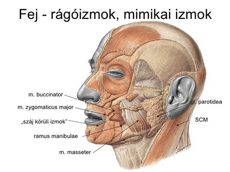 arc anatómiája idegpontokkal