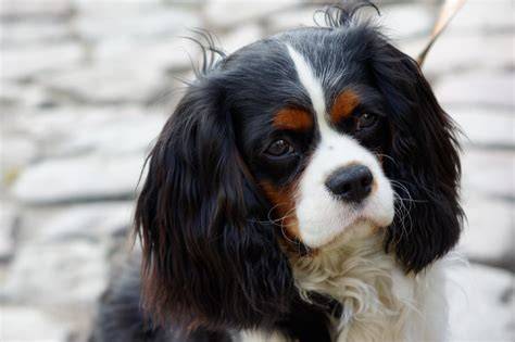Aranyos Cavalier King Charles spániel portré