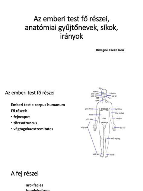 egyenes borotvák anatómiai részei