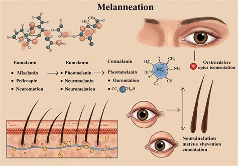 A melanin típusai és hatásuk a hajszínre