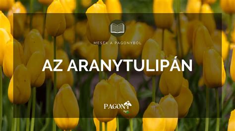 Aranytulipán