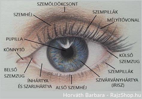Beleírt szemhéj és szempillák diagram