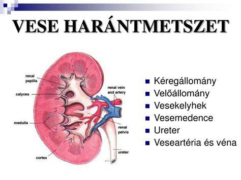 Infografika a haj szerkezetéről: kutikula, kéregállomány, velőállomány