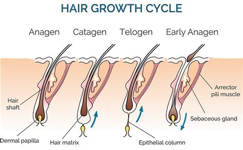 A hajszálak növekedési ciklusa