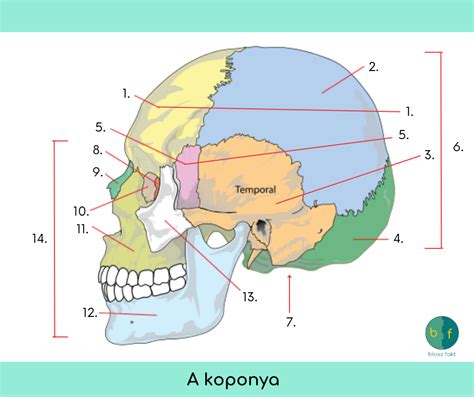 A koponya csontjainak elhelyezkedése