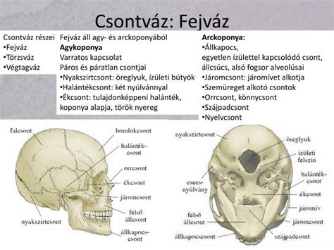 Agykoponya és agyhártyák