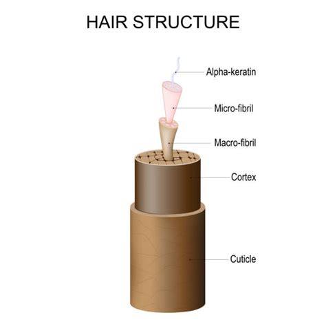 diagram a keratin behatolásáról a hajban