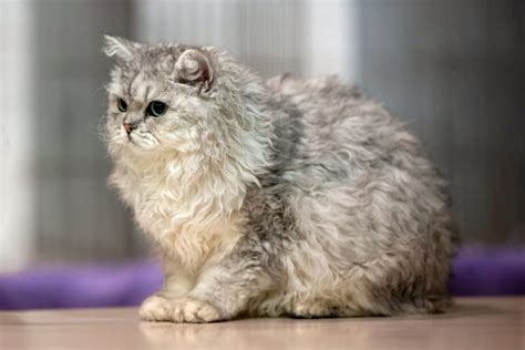 Selkirk Rex bundájának textúrája