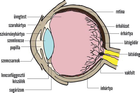 szem higiénia és elsősegély