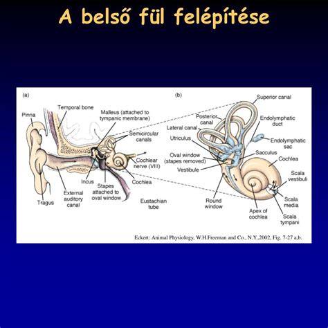 belső fül anatómia séma