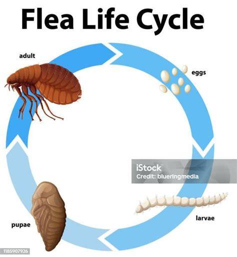 bolha életciklus diagram