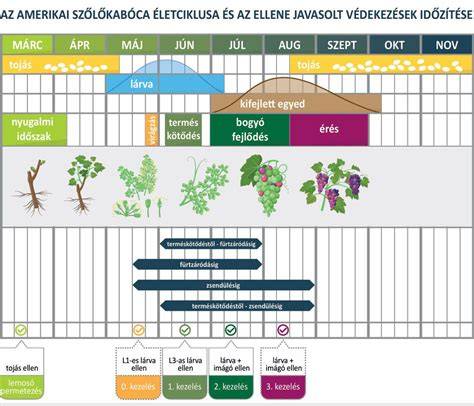Infografika: Demodex életciklusa és terjedése