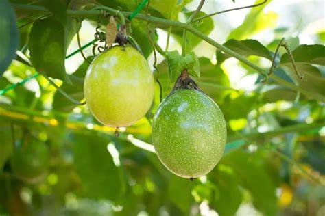 Grapefruit és maracuja vizuális áttekintése