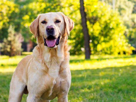 labrador a vízparton
