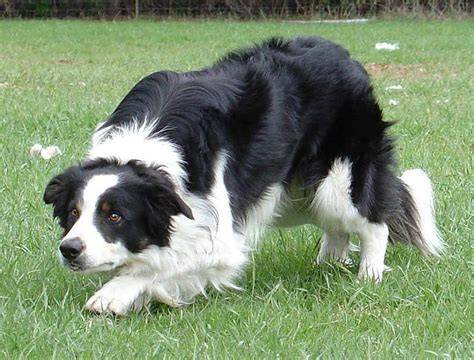 border collie terelés közben