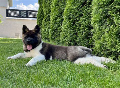 Ábra: Akita bundájának rétegei és vedlésének ütemezése