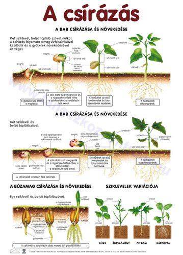 termékcsepp és hajszálak növekedése infografika