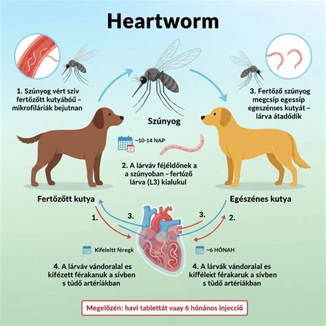 Infografika: Fejbőrgyógyászat lépései és kezelési lehetőségek