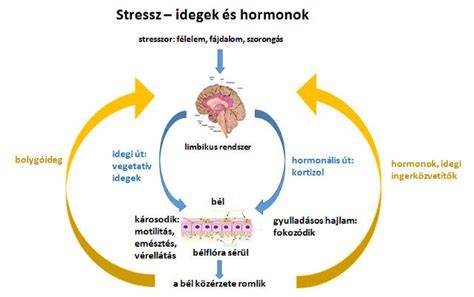 Infografika a női hajhullás okairól: hormonok, genetika, tápanyagok és stressz összefüggései