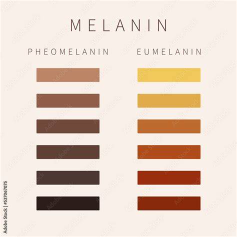 Infografika a melanin típusairól: eumelanin és feomelanin szerepe a hajszínben