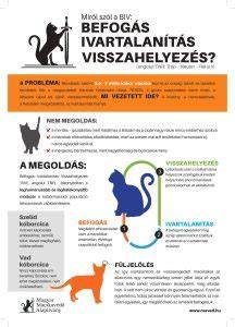 Infografika a macska fürdetésének fő lépéseiről: előkészületek, fürdetés menete, öblítés, szárítás