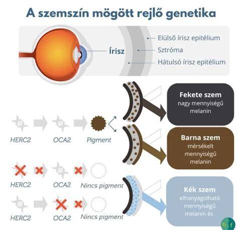 Infografika: a haj- és szemszín-genetika összefüggései