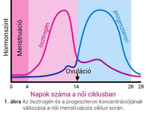 Infografika: hogyan változik a hormonszint és a szőrnövekedés kapcsolata