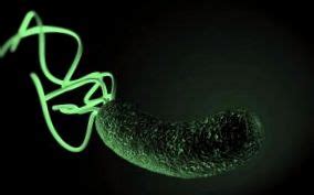 Helicobacter pylori baktérium mikroszkóppal