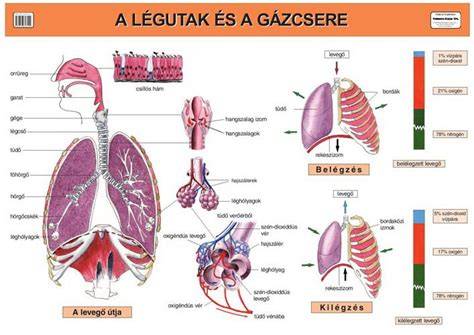 Illusztráció: légutak és horkolás folyamatábra