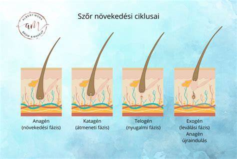 Infografika: a szempilla és szemöldök növekedési fázisai
